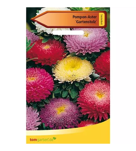 Pompom-Aster 'Gartenstolz'