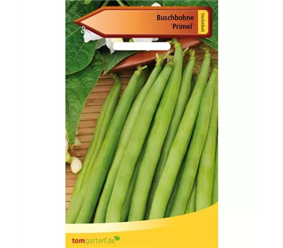 Busch-Bohne 'Primel' Busch-Bohne 'Primel'