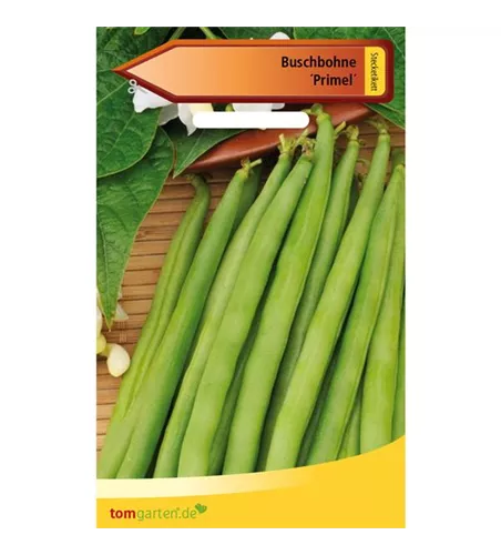 Busch-Bohne 'Primel'