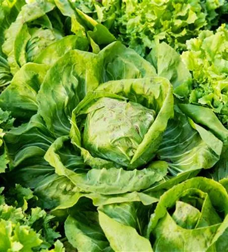 Krachsalat 'Grazer Krauthäuptel'