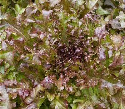 Eichblattsalat 'Cocarde' Eichblattsalat 'Cocarde'