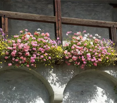 Balkonpflanzen Balkonpflanzen