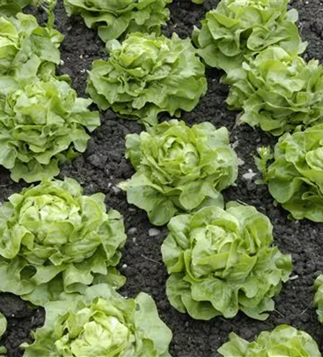 Kopfsalat 'Maiwunder'