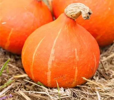 Kürbis 'Fictor' Kürbis 'Fictor'