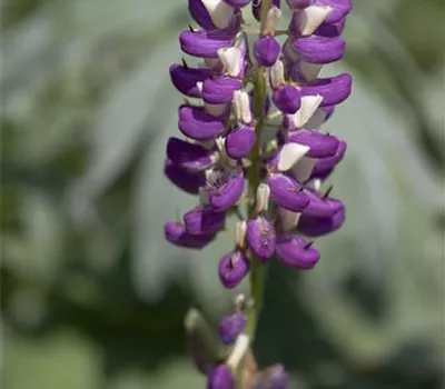 Garten-Lupine 'Russel' Garten-Lupine 'Russel'