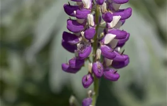 Garten-Lupine 'Russel' Garten-Lupine 'Russel'