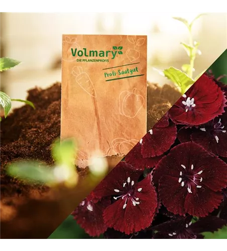 Purpur-Bartnelke 'Sweet Black Cherry'