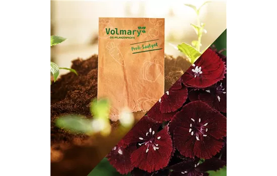 Purpur-Bartnelke 'Sweet Black Cherry' Purpur-Bartnelke 'Sweet Black Cherry'