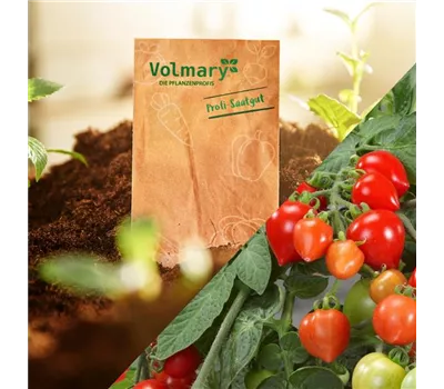 Mini-Herztomate 'Romantiko' Mini-Herztomate 'Romantiko'