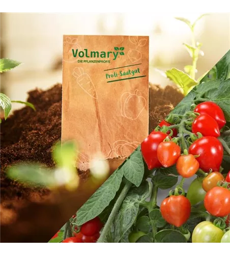 Mini-Herztomate 'Romantiko'