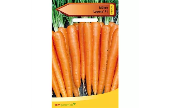 Möhre 'Laguna F1' Möhre 'Laguna F1'
