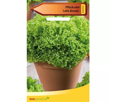 Blatt-Salat 'Lollo bionda' Blatt-Salat 'Lollo bionda'