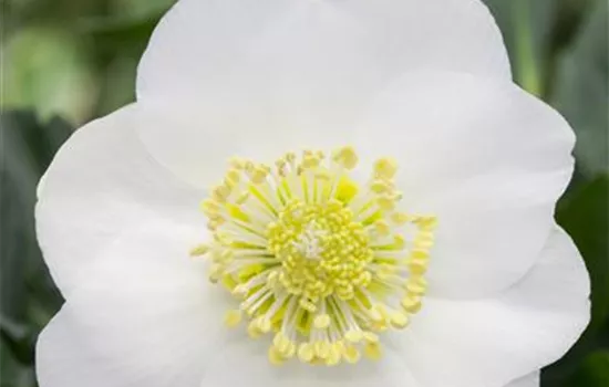 Christrose 'Wintersun'® Christrose 'Wintersun'®