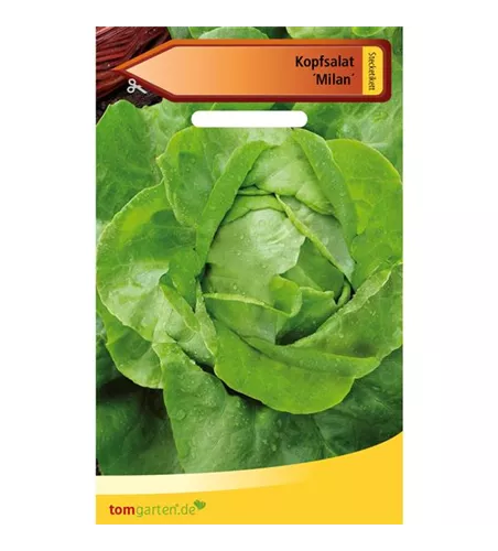 Kopfsalat 'Milan'