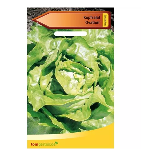 Kopfsalat 'Ovation'
