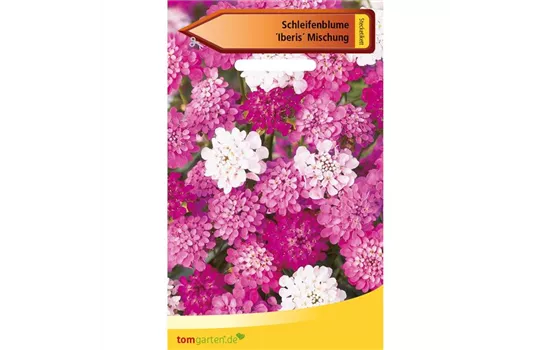 Immergrüne Schleifenblume