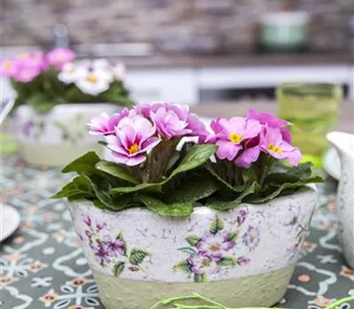 Rosenprimel 'Girls Delight® Pink Shades' Rosenprimel 'Girls Delight® Pink Shades'