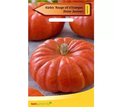 Speise-Kürbis 'Rouge vif d´Etampes' Speise-Kürbis 'Rouge vif d´Etampes'