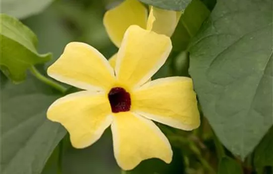 Schwarzäugige Susanne 'Sunny Susy® Lemon Sunrise'(s)