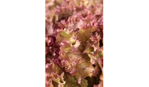 Lactuca sativa var. crispa 'Lollo rosso'