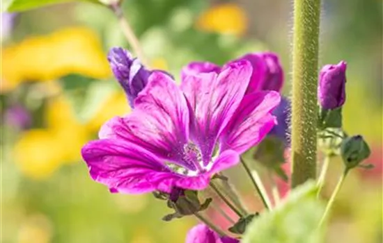 Mauretanische Malve 'Richat' Mauretanische Malve 'Richat'