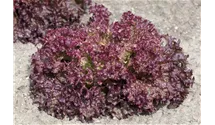 Lactuca sativa var. crispa 'Lollo rosso'