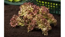 Lactuca sativa var. crispa 'Lollo rosso'