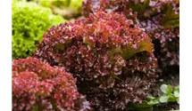 Lactuca sativa var. crispa 'Lollo rosso'