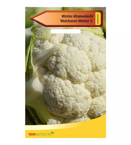 Winterblumenkohl 'Walcheren'