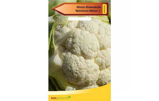 Winterblumenkohl 'Walcheren' Winterblumenkohl 'Walcheren'