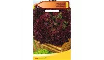 Lactuca sativa var. crispa 'Lollo rosso'