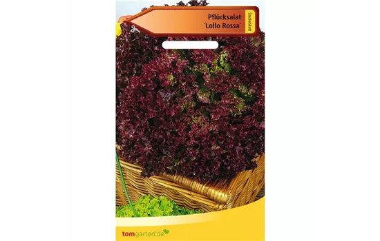 Pflücksalat 'Lollo rosso' Pflücksalat 'Lollo rosso'