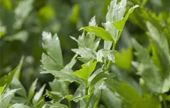 Liebstöckel 'Verino' Liebstöckel 'Verino'