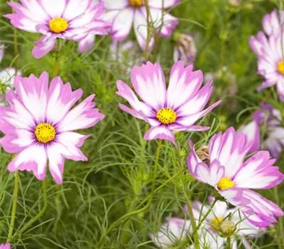 Fiederblättriges Schmuckkörbchen Fiederblättriges Schmuckkörbchen