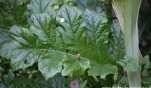 Acanthus mollis