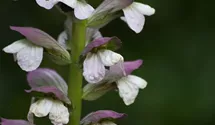 Acanthus mollis