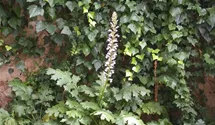 Acanthus mollis