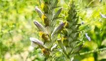 Acanthus mollis