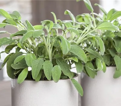 Garten-Salbei Garten-Salbei