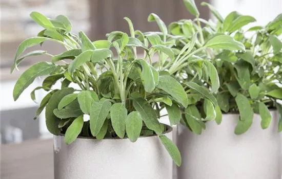 Garten-Salbei Garten-Salbei