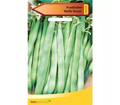 Prunk-Bohne 'Weiße Riesen' Prunk-Bohne 'Weiße Riesen'