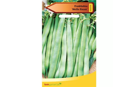 Prunk-Bohne 'Weiße Riesen' Prunk-Bohne 'Weiße Riesen'