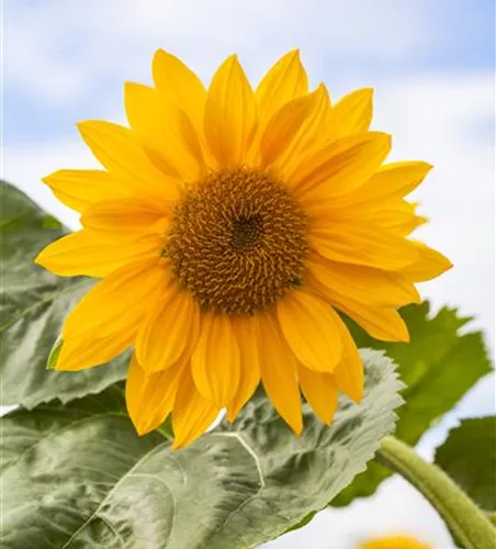 Riesen-Sonnenblume 'Talos'