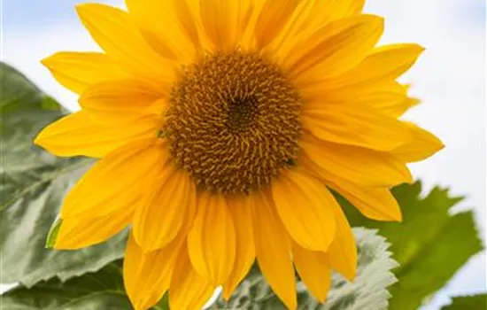 Riesen-Sonnenblume 'Talos' Riesen-Sonnenblume 'Talos'