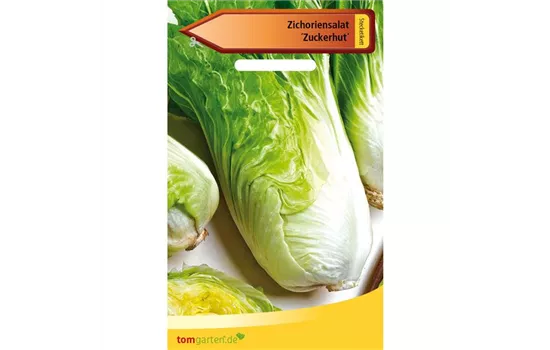 Zichorie 'Zuckerhut' Zichorie 'Zuckerhut'