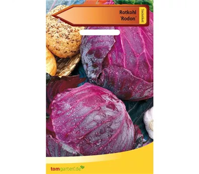 Rotkohl 'Rodon' Rotkohl 'Rodon'