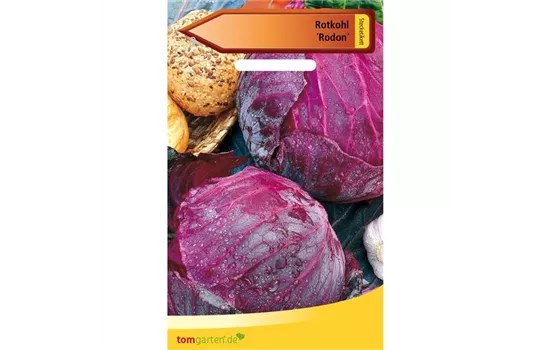Rotkohl 'Rodon' Rotkohl 'Rodon'