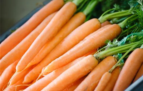 Möhre 'Zino' Möhre 'Zino'