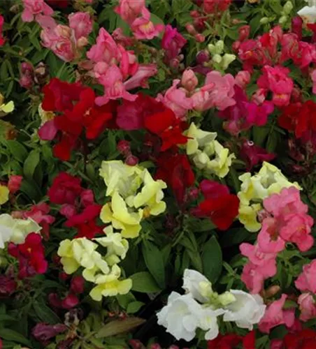 Löwenmaul 'Halbhohe Mischung'