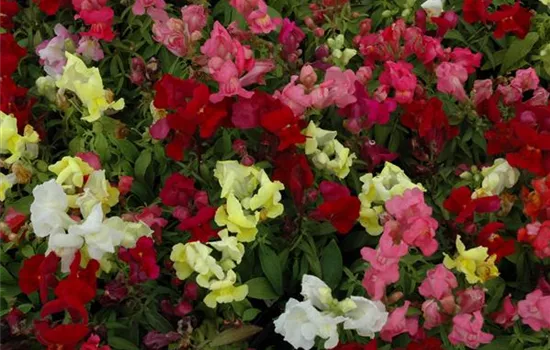 Löwenmaul 'Halbhohe Mischung' Löwenmaul 'Halbhohe Mischung'